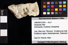 Foto (Objket + Etiketten) von Decapoda indet. 